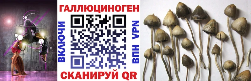 Псилоцибиновые грибы Magic Shrooms  Купить где  Болотное 